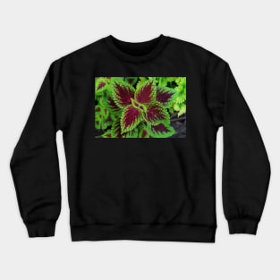 Red and green coleus plant leaves Crewneck Sweatshirt